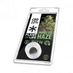 Variedad:Purple Haze:3:1