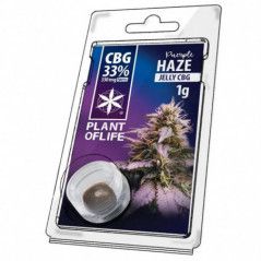 Variedad:Purple Haze:11:1