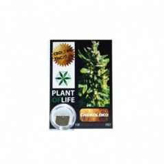 Variedad:Chocoloco:4:1