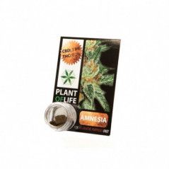 Variedad:Lemon Haze:5:1