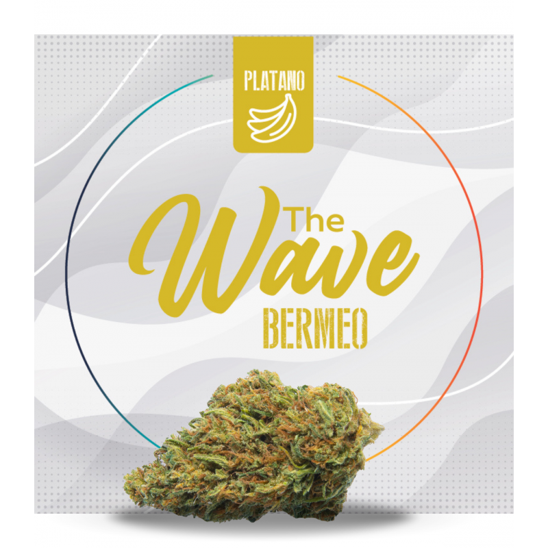 FLORES DE CBD "BERMEO" THE WAVE