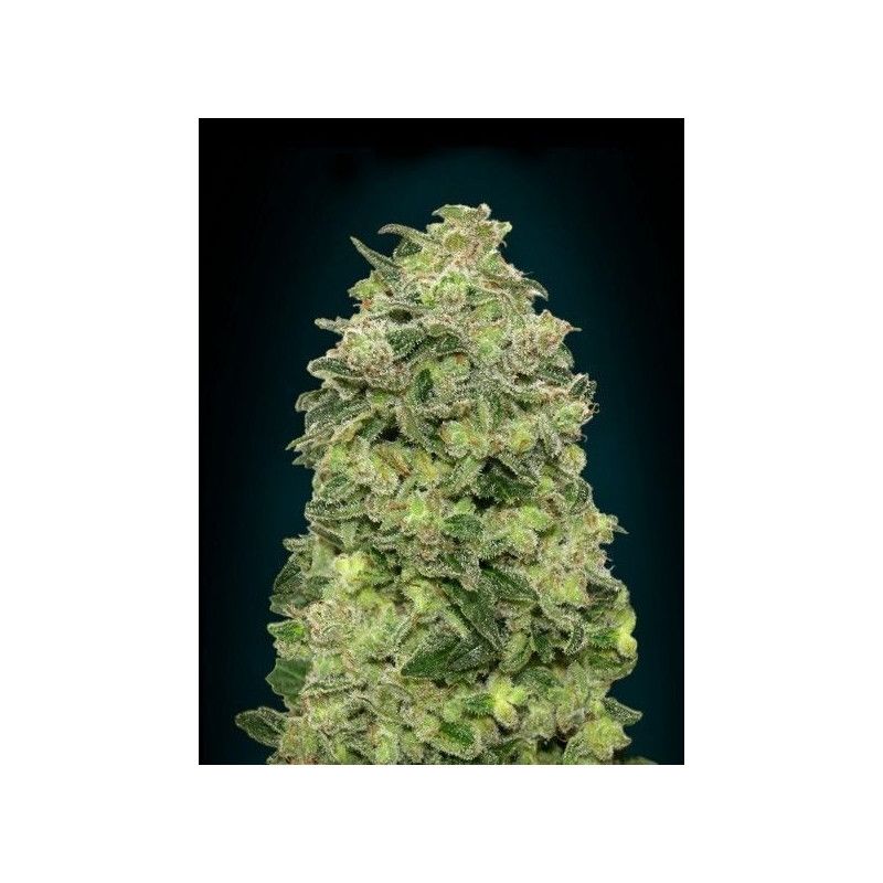 AFGHAN AUTO