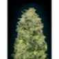 AFGHAN AUTO