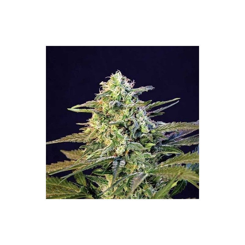 MAMBA NEGRA AUTO