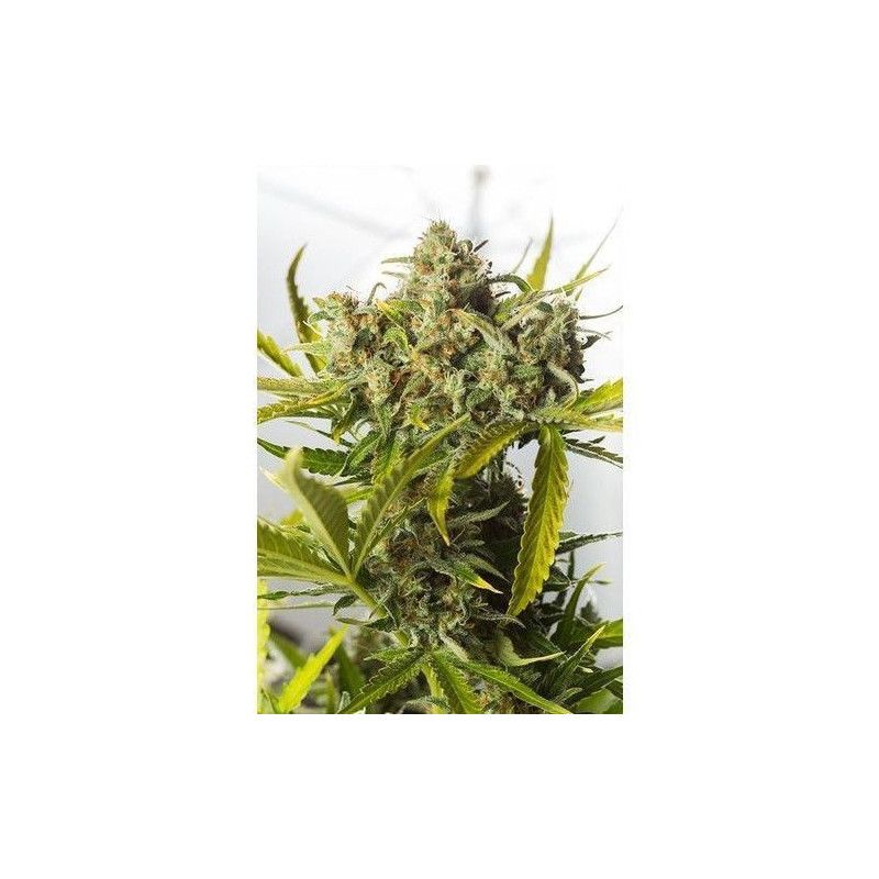 BLUE CRITICAL AUTO BLUE CRITICAL AUTO