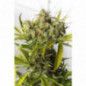 BLUE CRITICAL AUTO BLUE CRITICAL AUTO