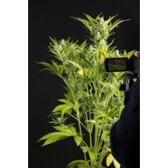 BLUE CRITICAL AUTO