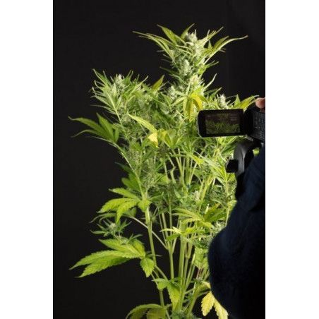 BLUE CRITICAL AUTO
