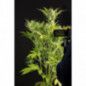BLUE CRITICAL AUTO BLUE CRITICAL AUTO