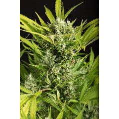 Genotipo:Indica:3:1