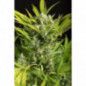 BLUE CRITICAL AUTO BLUE CRITICAL AUTO