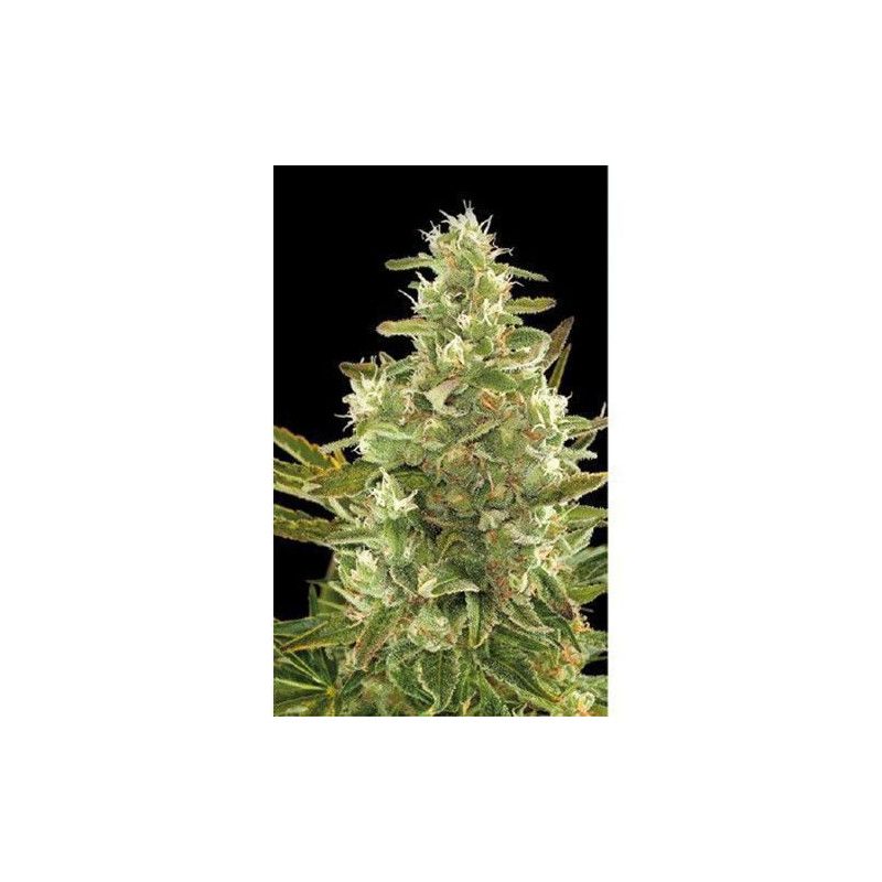 CRITICAL + AUTO