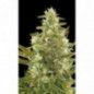 CRITICAL + AUTO