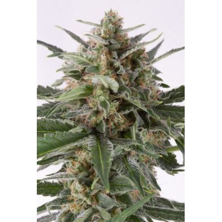 CRITICAL + AUTO