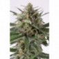 CRITICAL + AUTO