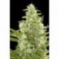 CRITICAL + AUTO