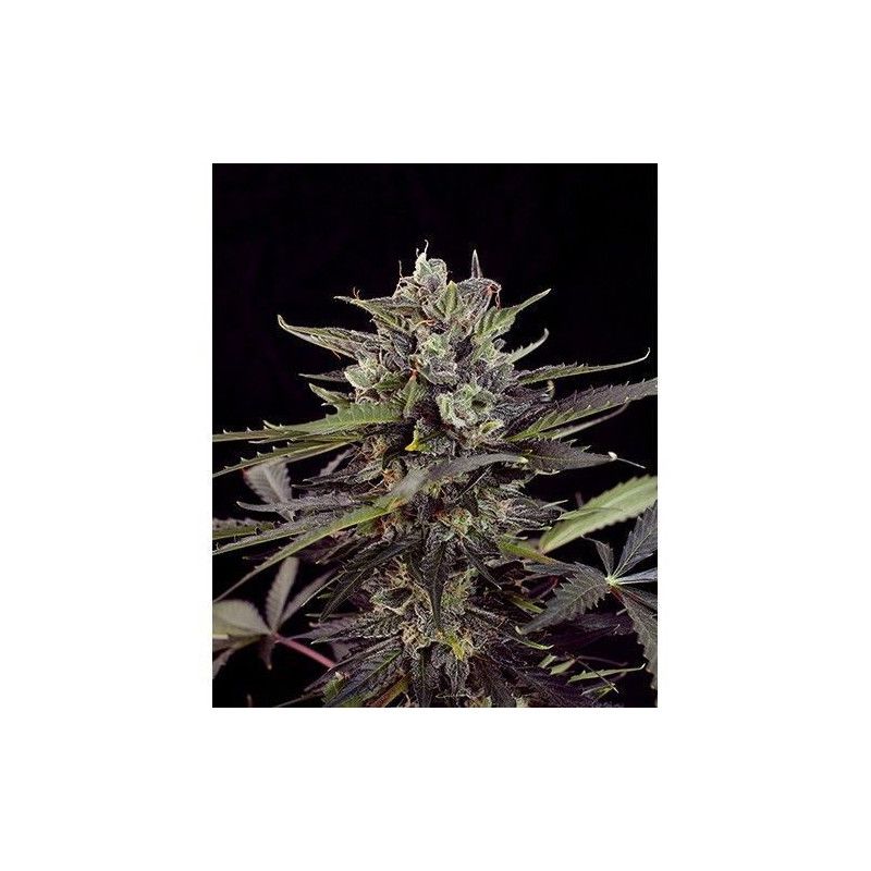 BLUEBERRY AUTO