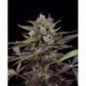 BLUEBERRY AUTO