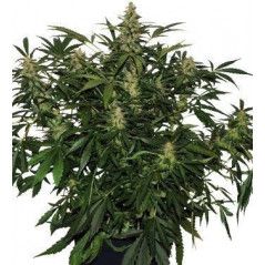 DEIMOS AUTO