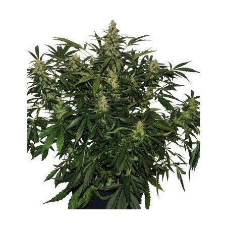 DEIMOS AUTO