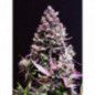 CARAMEL AUTO