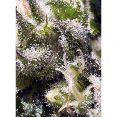 Genotipo:Indica:3:1