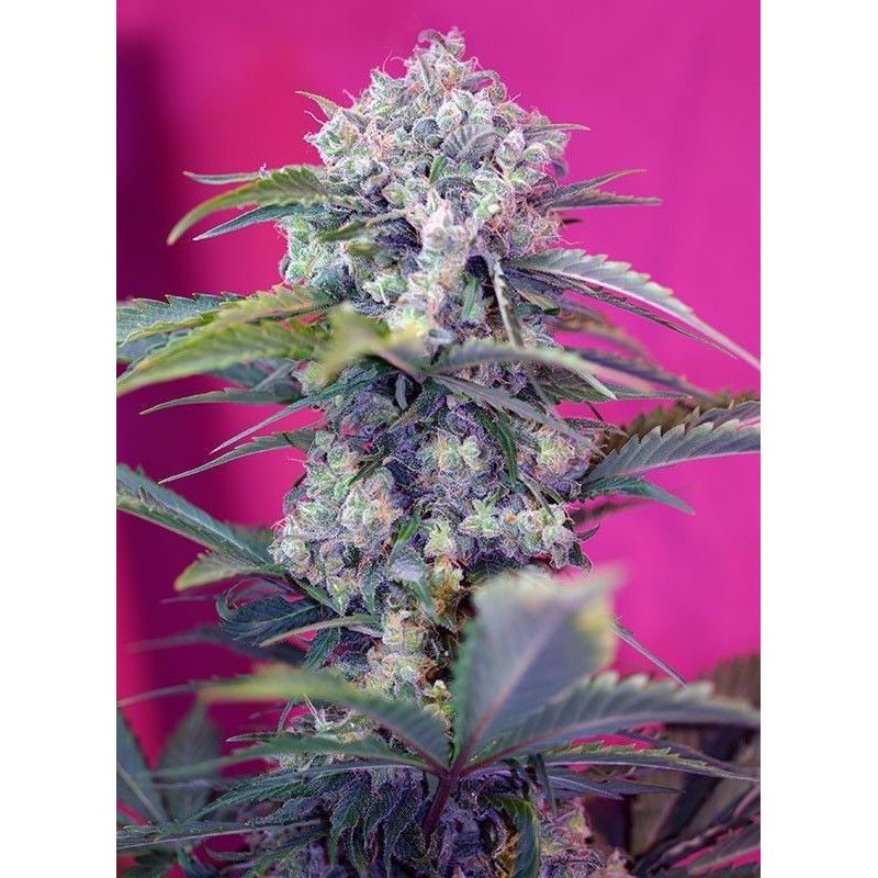 MANDARINE AUTO
