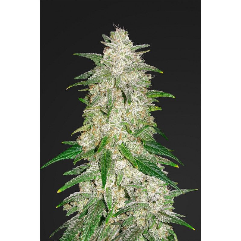 GELATO AUTO