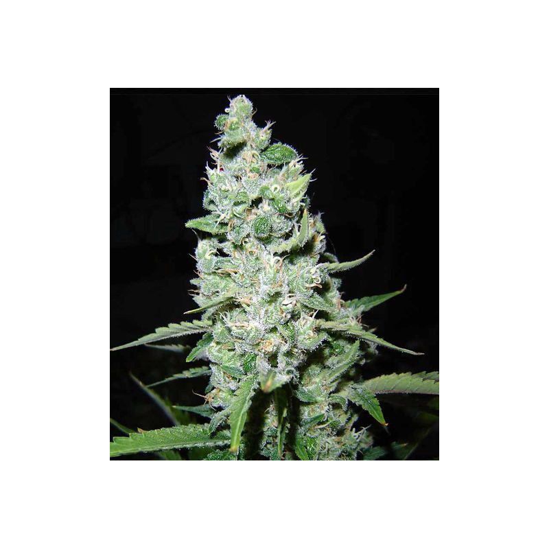 AK47 FEMINIZADA