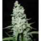 AK47 FEMINIZADA