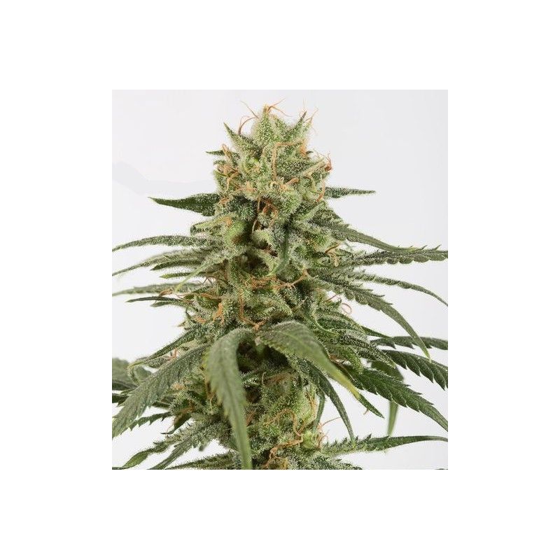 AMNESIA WIDOW FEMINIZADA