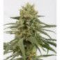AMNESIA WIDOW FEMINIZADA