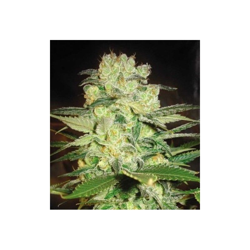 AMNESIA FEMINIZADA