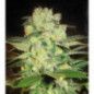 AMNESIA FEMINIZADA