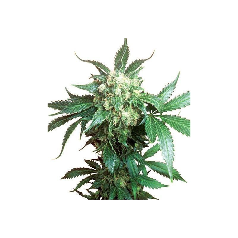 BLACK DOMINA