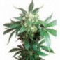 BLACK DOMINA