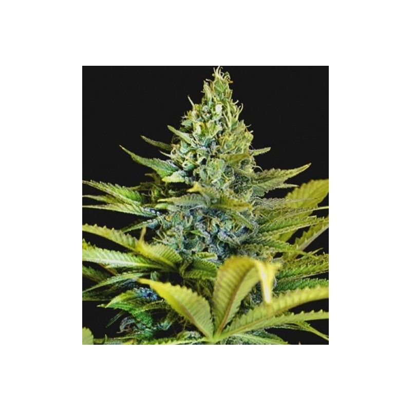 BLACK DOMINA X AMNESIA
