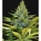BLACK DOMINA X AMNESIA
