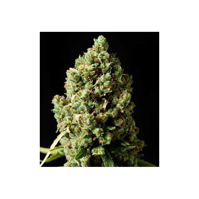 BLACK DOMINA X CRITICAL