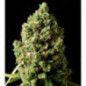 BLACK DOMINA X CRITICAL