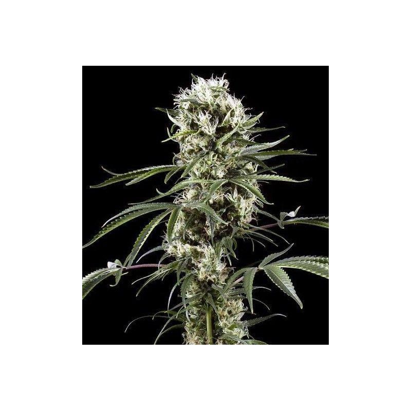 BLACK LEMON