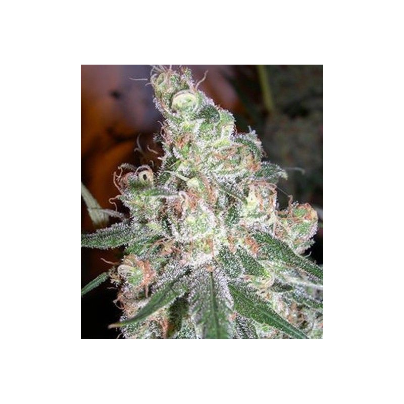 CHOCOLOPE FEMINIZADA CHOCOLOPE FEMINIZADA