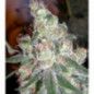CHOCOLOPE FEMINIZADA CHOCOLOPE FEMINIZADA