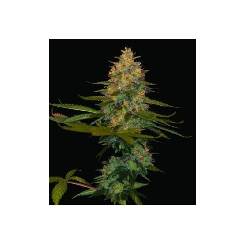CONFI KUSH