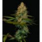 CONFI KUSH