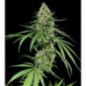 CRITICAL +