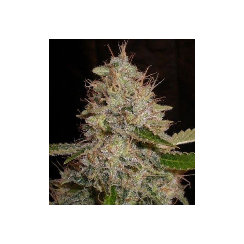 CRITICAL WIDOW