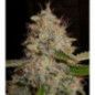CRITICAL WIDOW