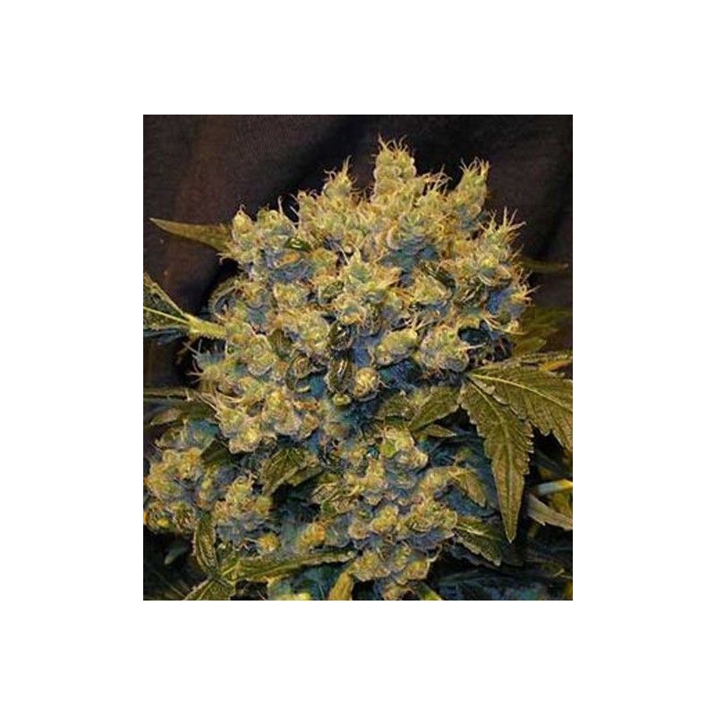 CHRONIC FEMINIZADA CHRONIC FEMINIZADA