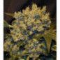 CHRONIC FEMINIZADA CHRONIC FEMINIZADA